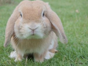 Rabbit sitting in the grass