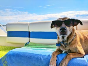 A dog that is wearing sunglasses and laying outside on top of a towel.