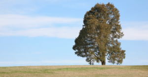 Grass, blue sky with some clouds and a tree.