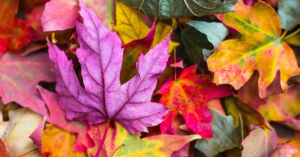 Colourful leaves